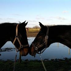 Anden særlig race R.I.P Min elskede Queen