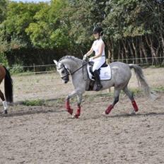 Anden særlig race Vrc´s Tito<3