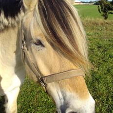 Fjordhest Alf