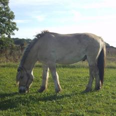 Fjordhest Alf