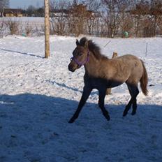 Anden særlig race Breaking Dawn <3 SOLGT