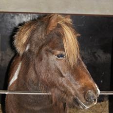 Anden særlig race Grøndahls Pepsi (Pepser)