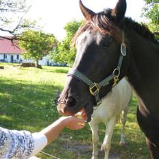 Anden særlig race Casanto