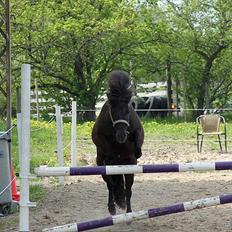 Shetlænder Nikoline <3 (Niko) 