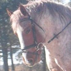 Highland Pony Stardust SOLGT