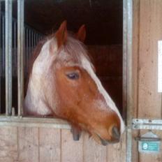 Highland Pony Stardust SOLGT