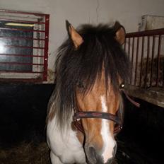 Anden særlig race Emma (Solgt)