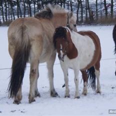 Anden særlig race Emma (Solgt)