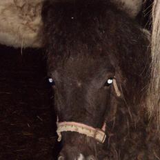 Anden særlig race Østermarkens Grisling sol