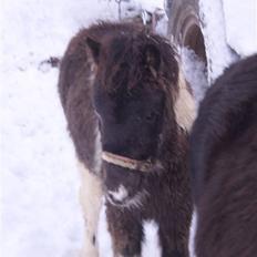 Anden særlig race Østermarkens Grisling sol