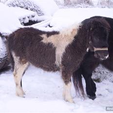 Anden særlig race Østermarkens Grisling sol