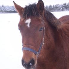 Anden særlig race Østermarkens Macoy