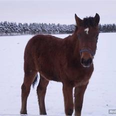 Anden særlig race Østermarkens Macoy