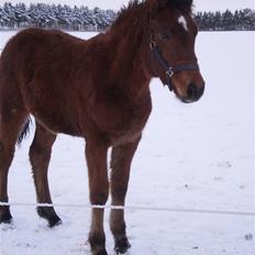 Anden særlig race Østermarkens Macoy