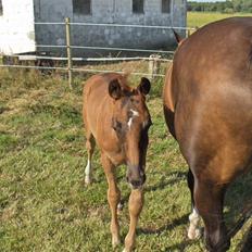 Dansk Varmblod Donadoni "G" *Solgt*