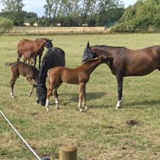 Dansk Varmblod Donadoni "G" *Solgt*