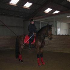 Pinto Cæsar af bæktoft