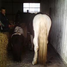 Barockpinto Aranka* RIP*