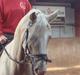 Palomino Jolly Jumper *solgt*