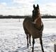 Appaloosa Rainbow