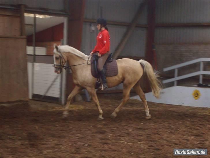 Palomino Jolly Jumper *solgt* billede 2