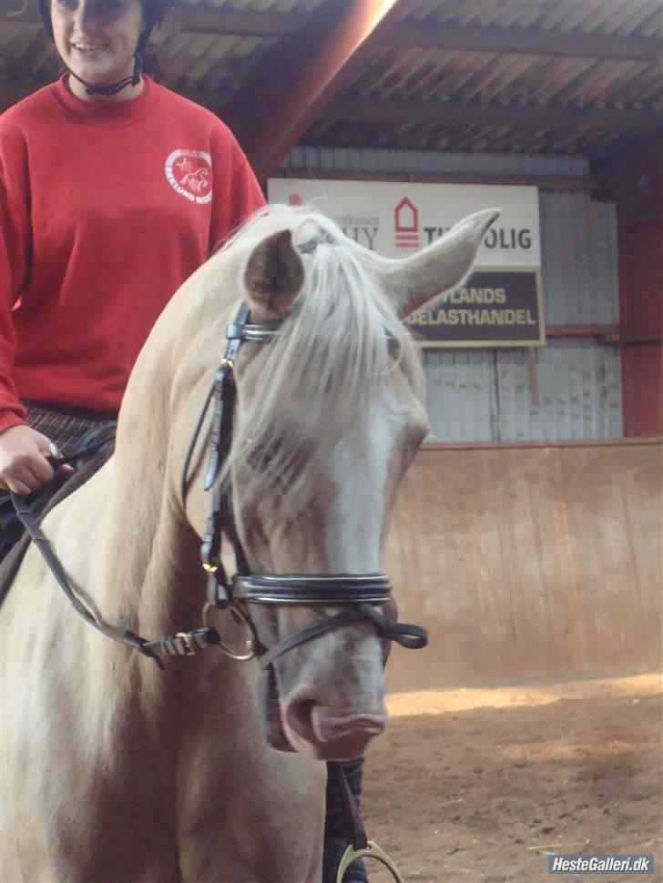 Palomino Jolly Jumper *solgt* billede 1
