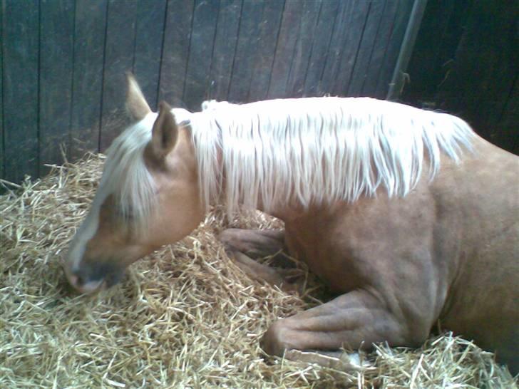 Palomino Jolly Jumper *solgt* billede 9