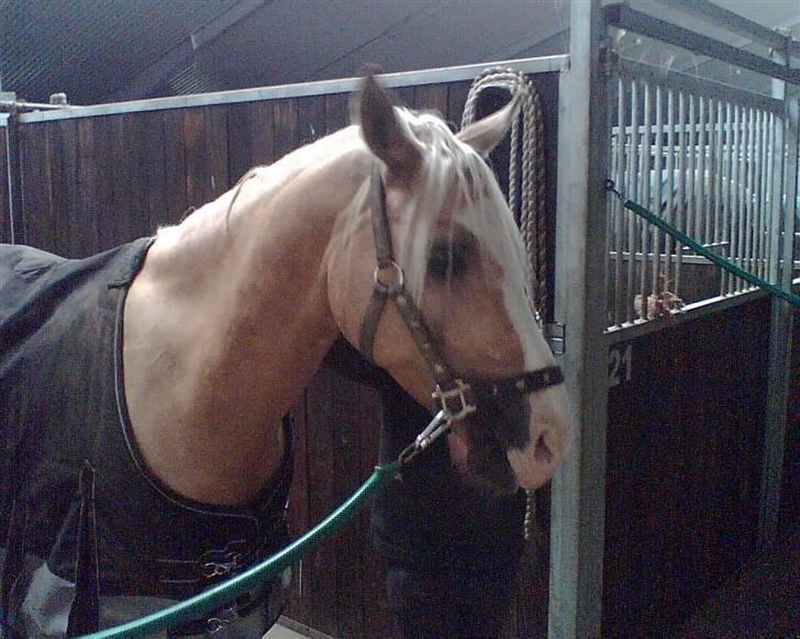 Palomino Jolly Jumper *solgt* billede 10