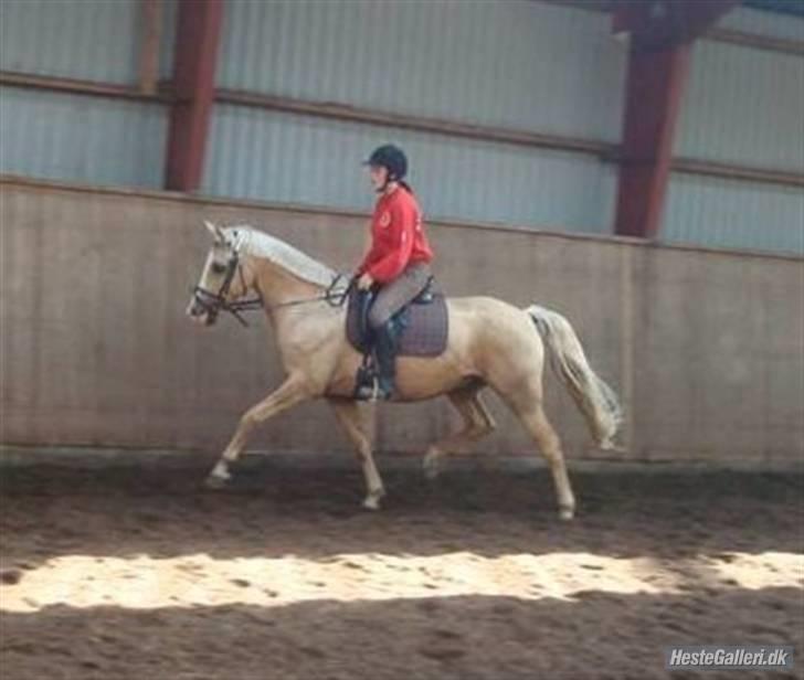 Palomino Jolly Jumper *solgt* billede 4