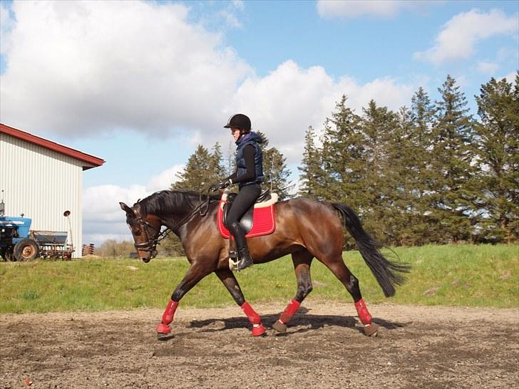 Anden særlig race _EMERSON - Emerson og Jeg d.17 maj. - traver af. billede 2