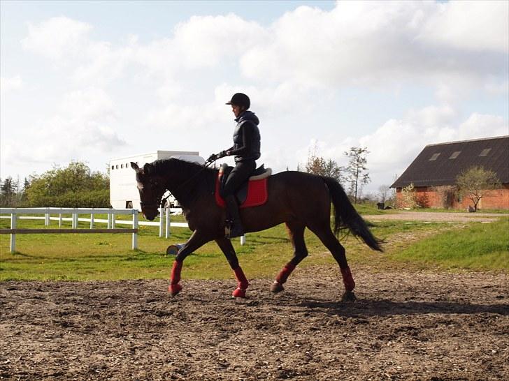 Anden særlig race _EMERSON - Emerson og Jeg d.17 maj. billede 4