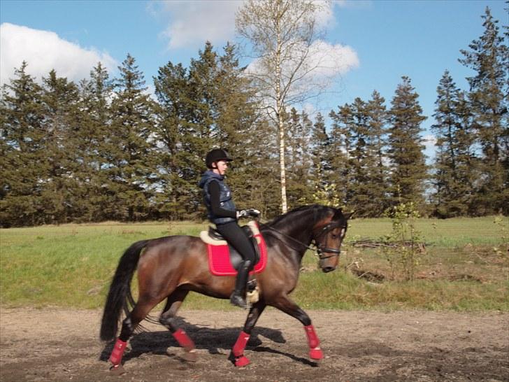 Anden særlig race _EMERSON - Emerson og Jeg d.17 maj. billede 5