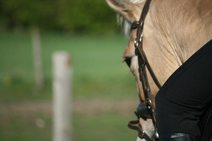 Fjordhest Hovgårdens Scarlett - foto: Cecillie Zavareh billede 11