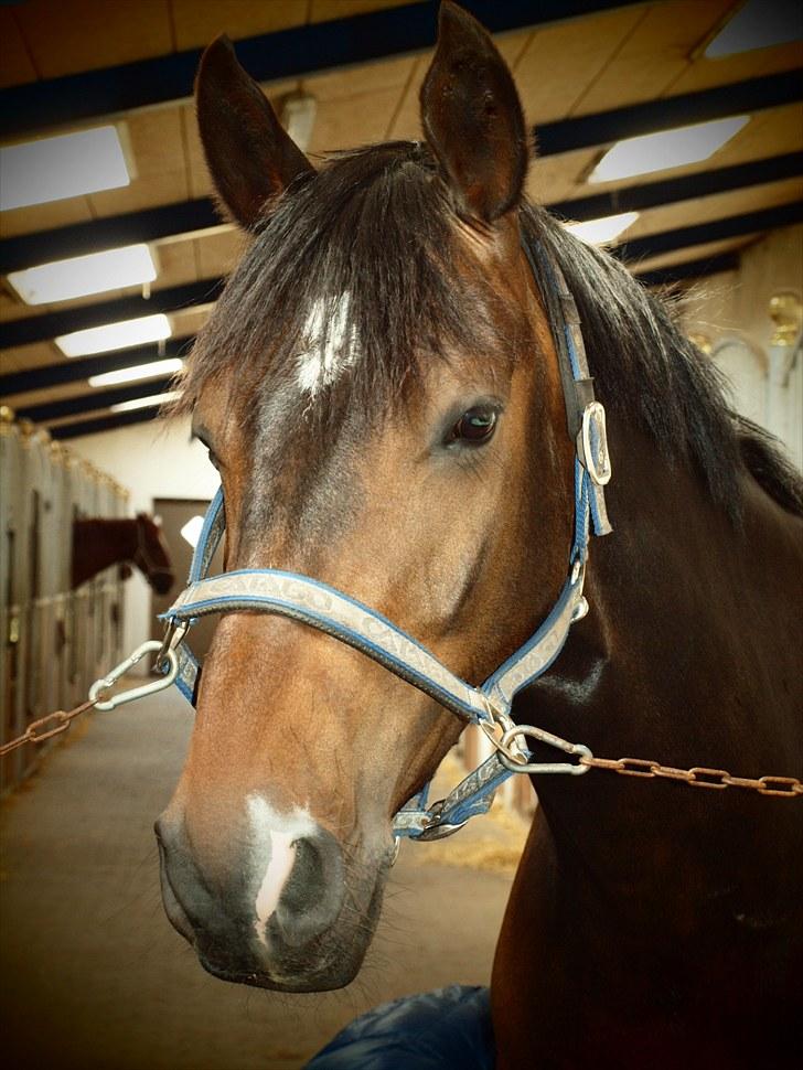 Anden særlig race _EMERSON - Emerson og Jeg d.17 maj. billede 6