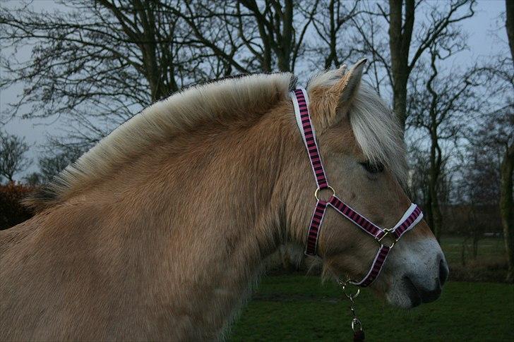 Fjordhest Hovgårdens Scarlett - foto: Cecillie Zavareh billede 14