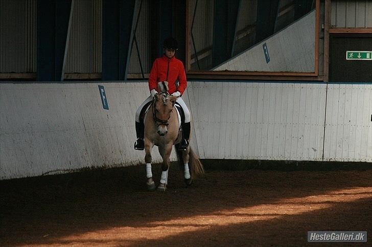 Fjordhest Hovgårdens Scarlett - NYT!!! foto: Cecillie Zavareh billede 15