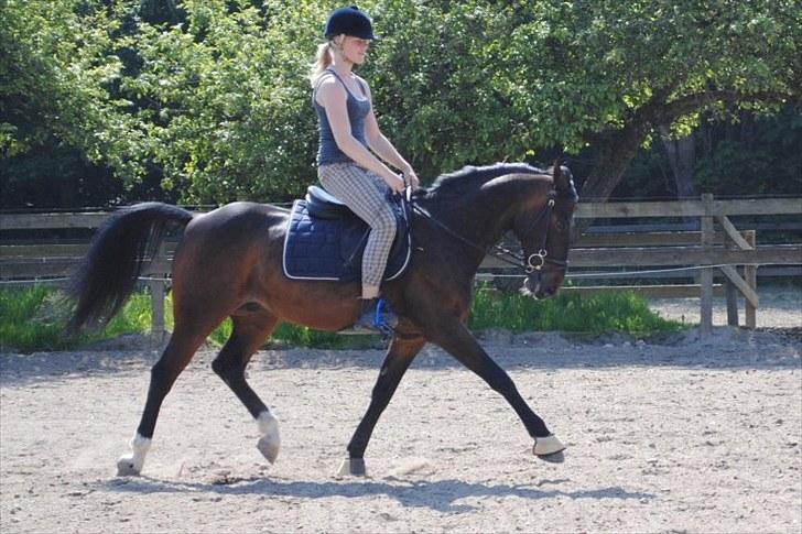 Tysk Sportspony TIGER WOODS (SOLGT!) - Tiger når han er rigtig fin i dressur d; Dressur træning sommer 2010 (foto: Emilie Roepstorff ) billede 11