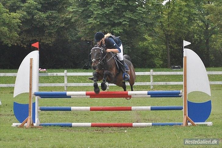 Tysk Sportspony TIGER WOODS (SOLGT!) - et billede siger mere end 10000000 ord (: (foto: Emilie Roepstorff )<3 Copenhagen horse show- billede 12