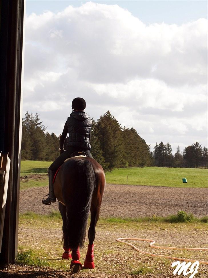 Anden særlig race _EMERSON - Emerson og Jeg d.17 maj. billede 7