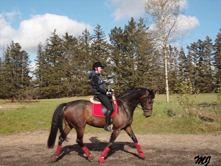 Anden særlig race _EMERSON - Emerson og Jeg d.17 maj. billede 8