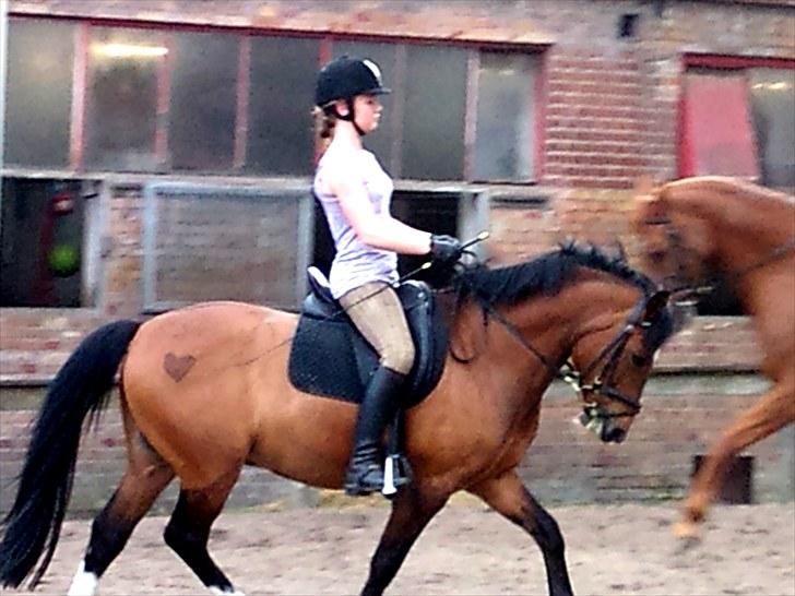 New Forest Marron (PART) - velkommen til marrons profil! :) billede 1