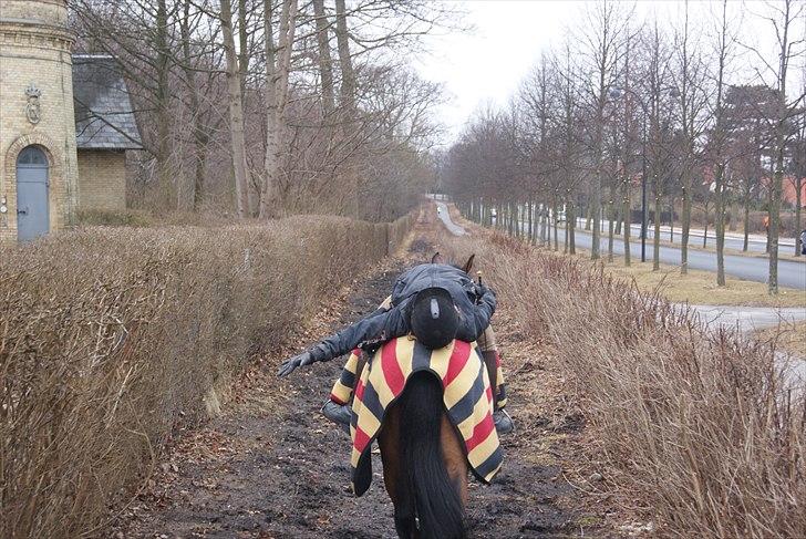 New Forest Marron (PART) - oh yeaaah, han er ikke til at rokke! billede 18