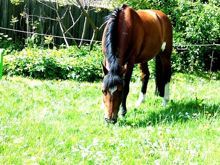 New Forest Marron (PART) - bamsen på fold!:) billede 3