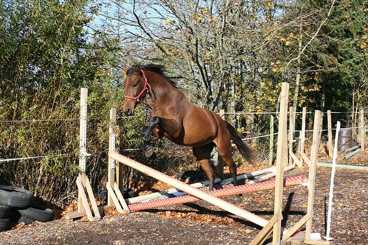 Dansk Varmblod Teglvangs Catalina ¤Solgt - Springe kan hun (: 1 gang hun løsspringes rigtigt.                    Foto: JSH billede 2