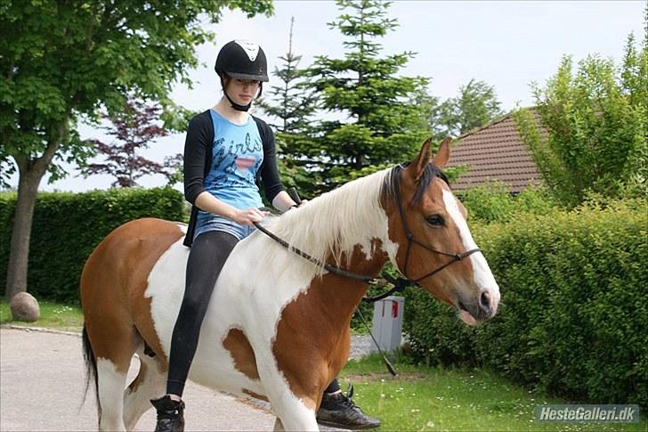 Anden særlig race Camino *CMNS* -  Foto: Celine billede 13