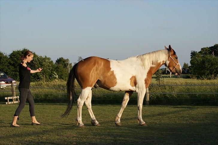 Anden særlig race Camino *CMNS* -  Bakke på komando <3 billede 16