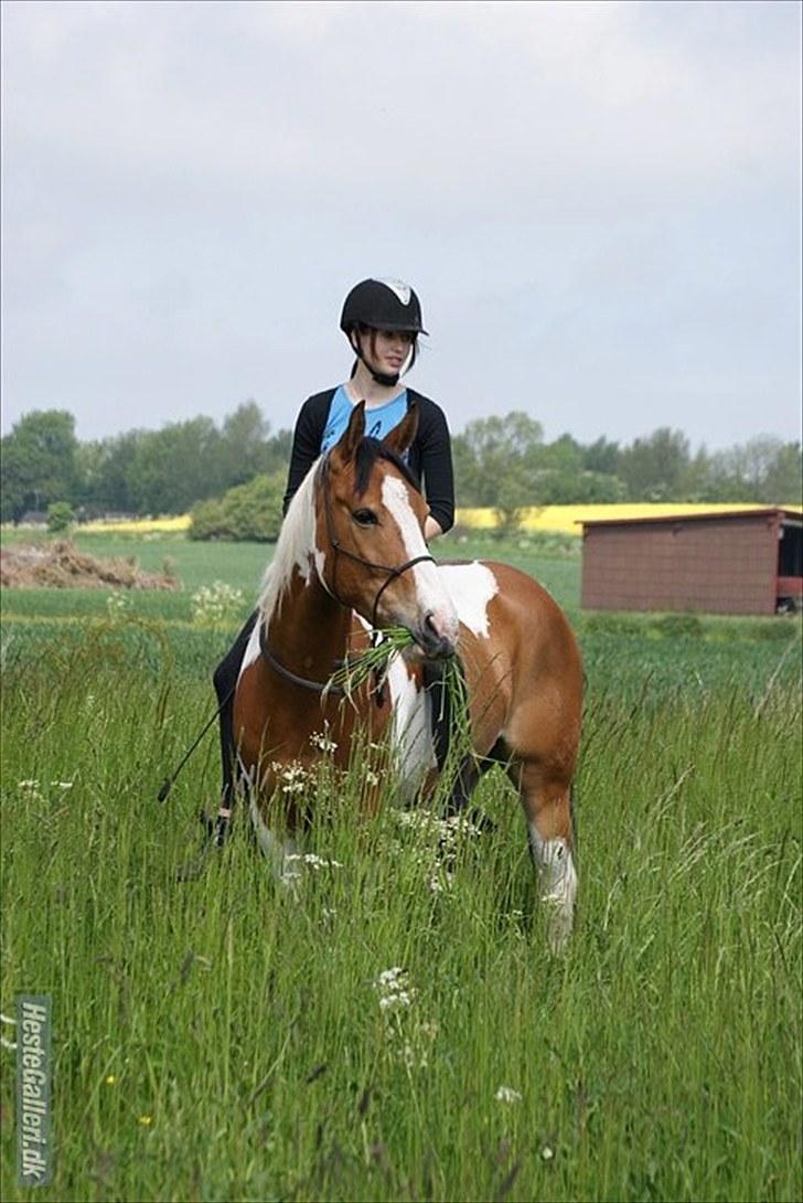 Anden særlig race Camino *CMNS* -  Jeg stoler 110% på dig!  Foto: Celine ( CH-FOTO ) billede 18