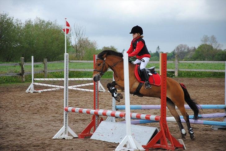 Anden særlig race Dolly Girl <3 - velkommen til Dolly girl´s profil <3 den dejligste pony/foto en fra HG TAk<3<3<3<3 billede 1