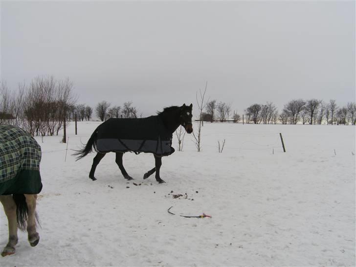 Trakehner Sabo*har redet* - Sabo lige ankommet til folden! billede 2