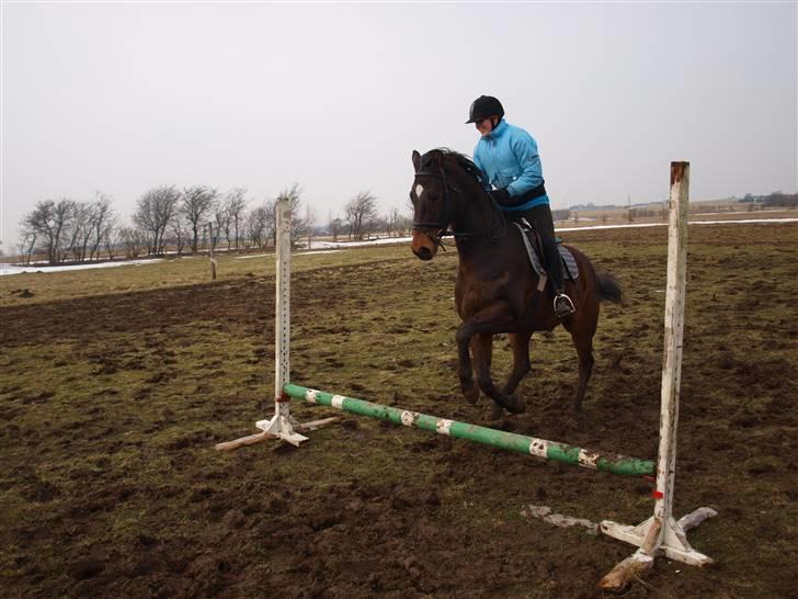 Trakehner Sabo*har redet* - VORES FØRSTE SPRING!! billede 3
